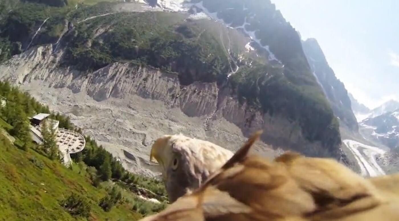 How to make the best GoPro videos for your Brand - This bald eagle knows how to make the best GoPro video How to make the best GoPro videos for your Brand - This bald eagle knows how to make the best GoPro video