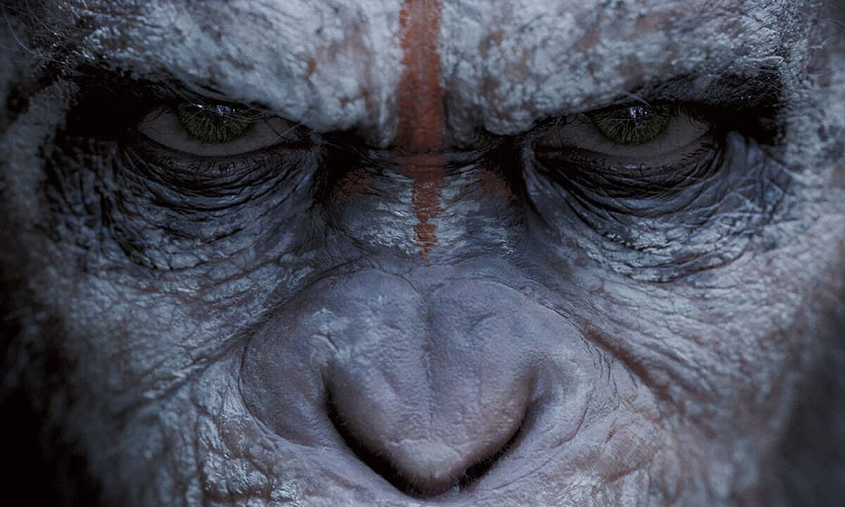 Close Up Shot - The Art of the Camera Angle - Planet of the Apes Close Up Shot - The Art of the Camera Angle - Planet of the Apes